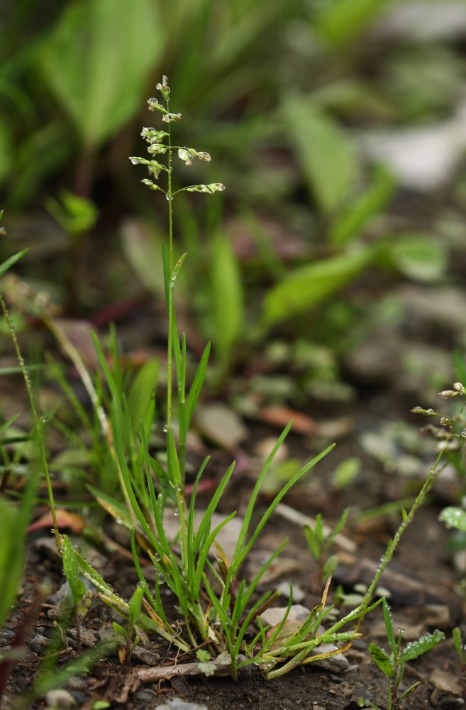 Image of Poa annua specimen.