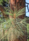 Pinus sabiniana