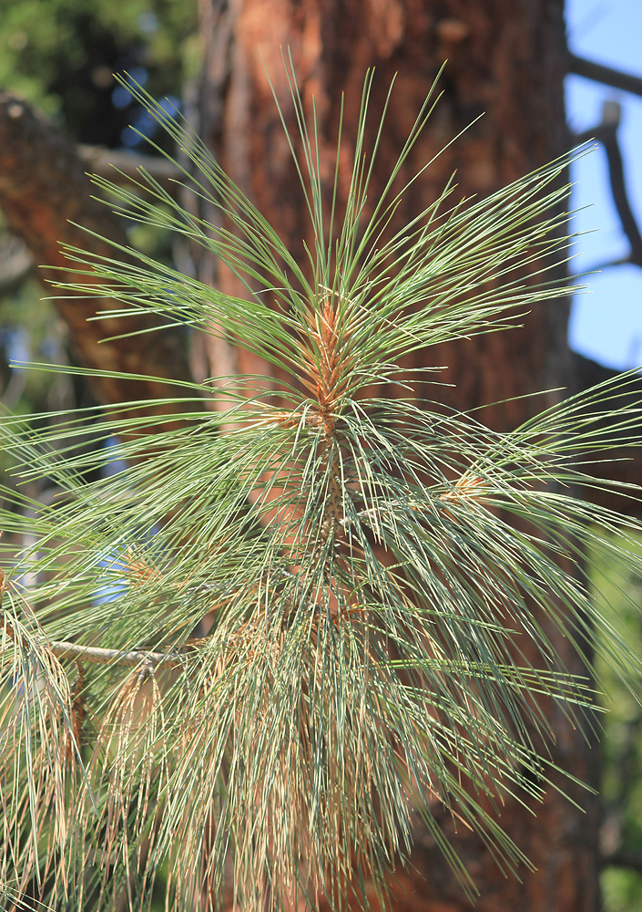 Изображение особи Pinus sabiniana.