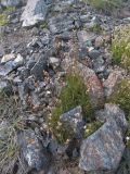 Silene dianthoides