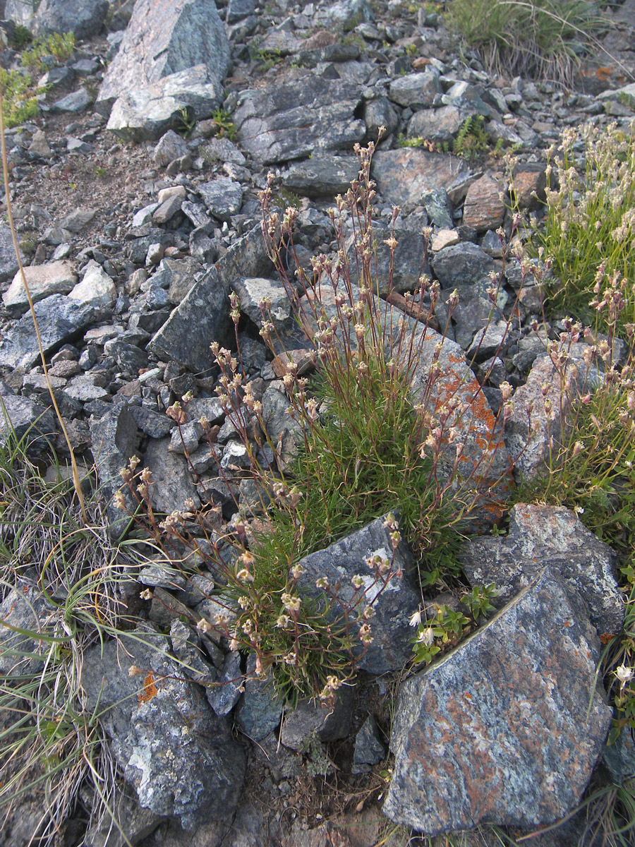Image of Silene dianthoides specimen.