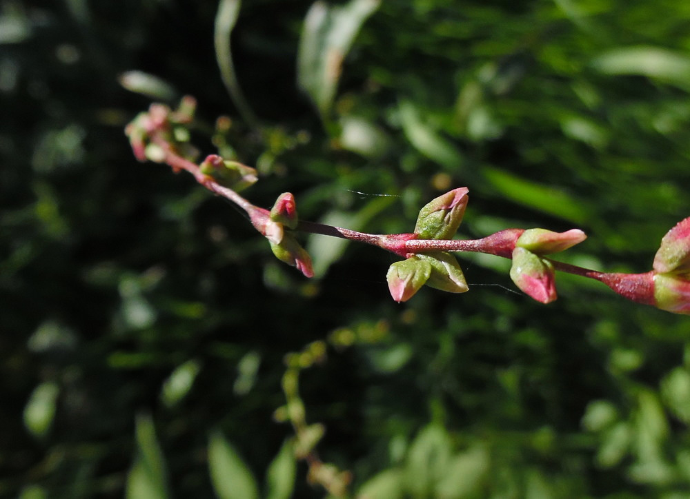 Изображение особи Persicaria hydropiper.