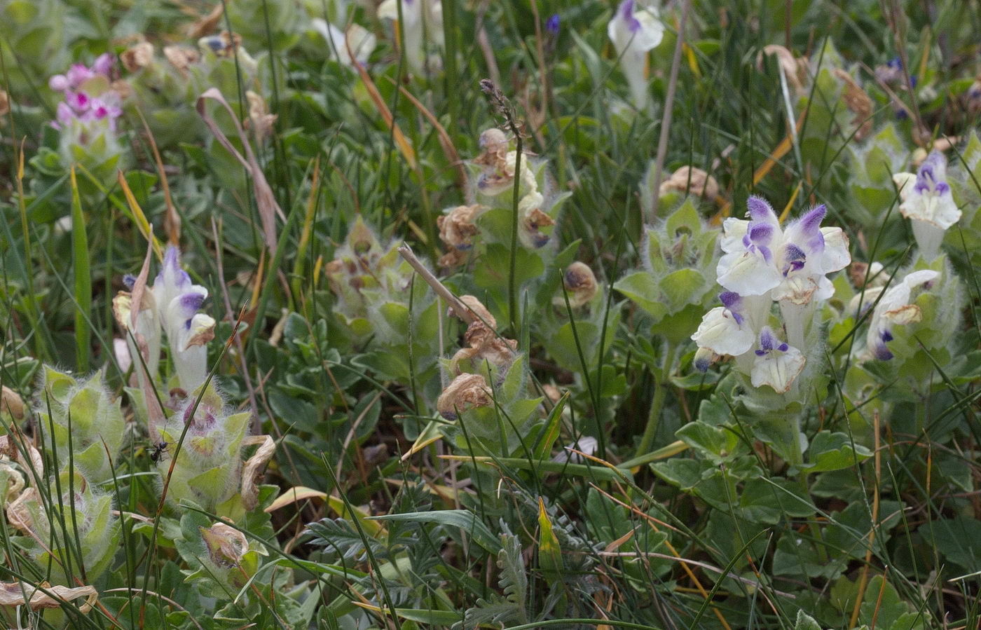 Изображение особи Scutellaria oligodonta.