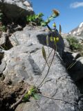 Draba melanopus. Плодоносящее доцветающее растение. Южный Казахстан, Таласский Алатау, запов. Аксу-Джабаглы, пер. Улькен-Каинды, 2800 м н.у.м., пригребневая часть каменистого склона сев. экспозиции. 11 июня 2017 г.