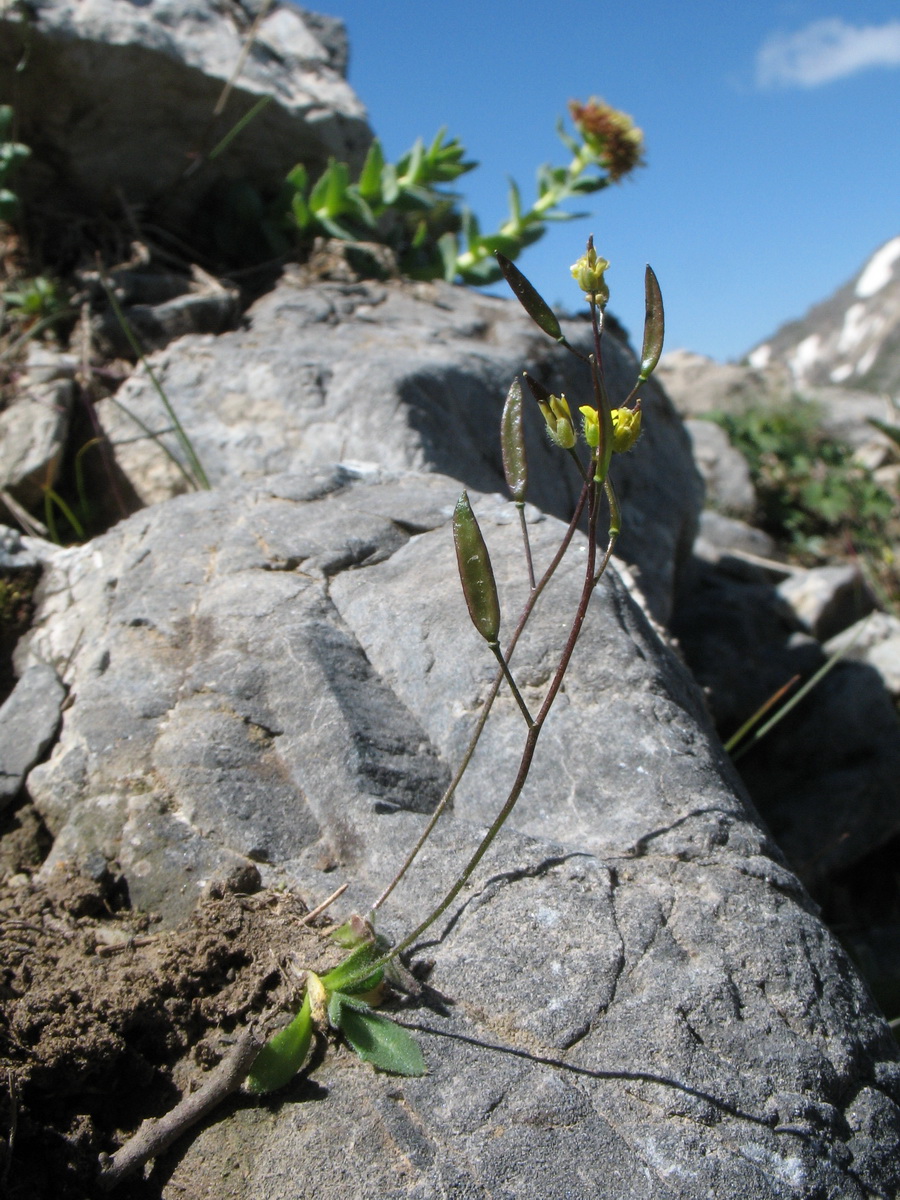 Изображение особи Draba melanopus.