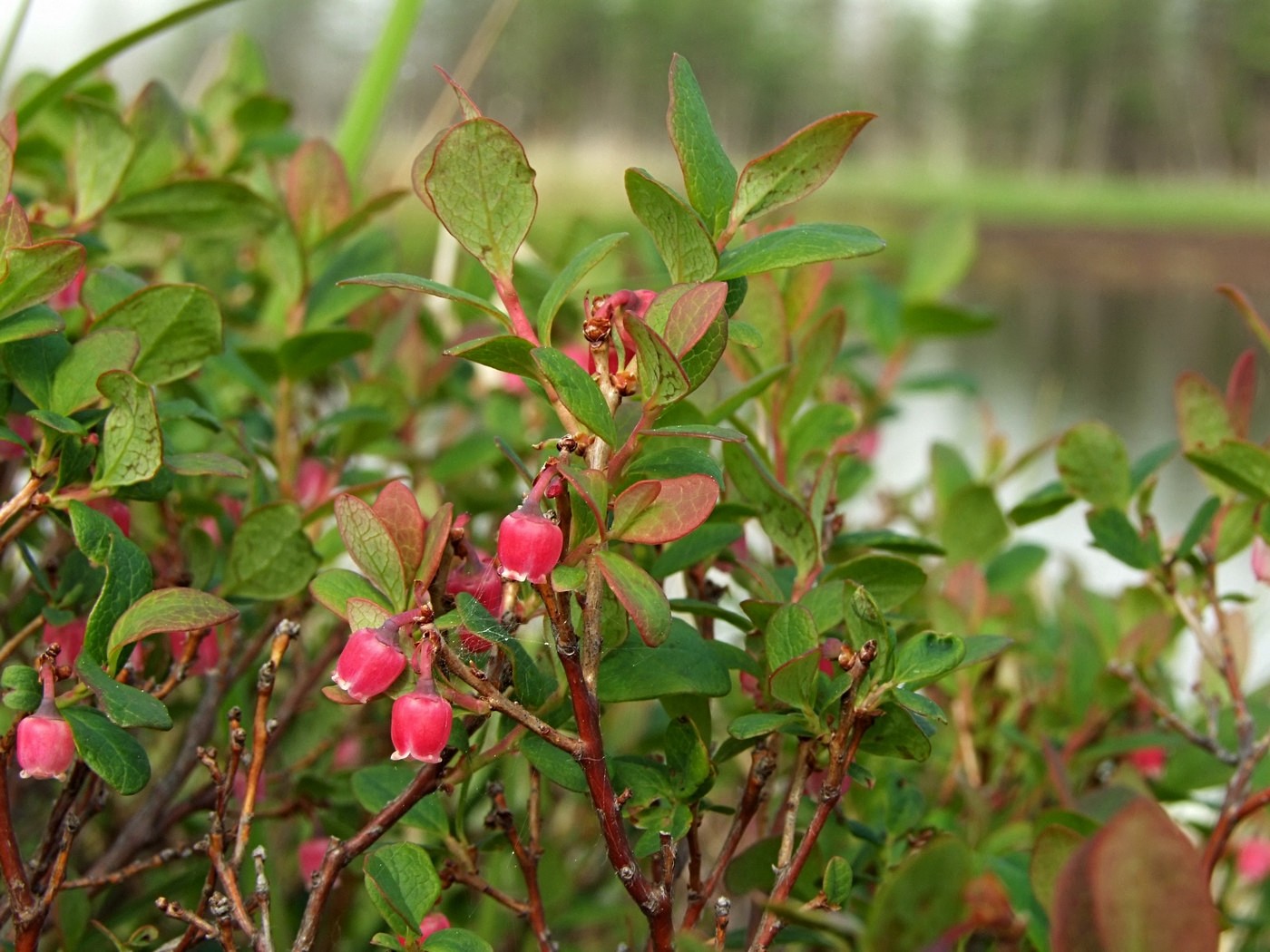 Image of Vaccinium uliginosum specimen.