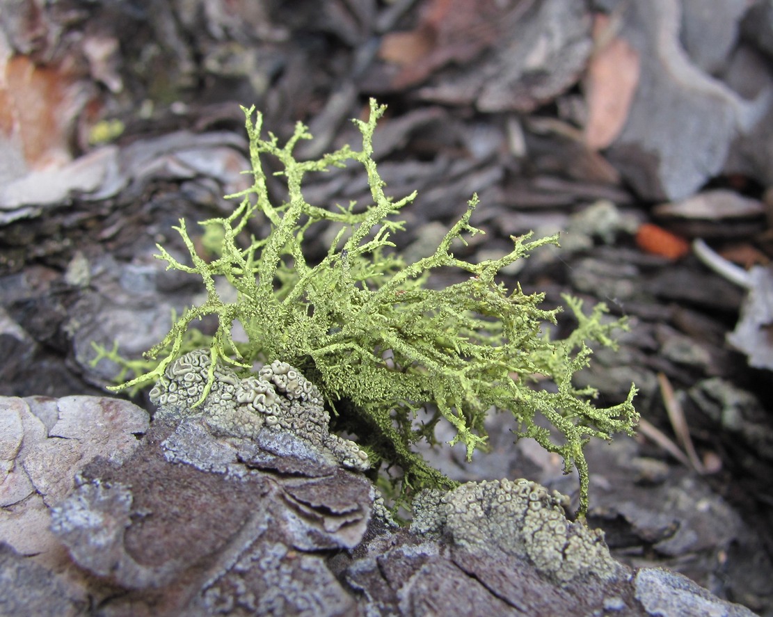Image of genus Evernia specimen.