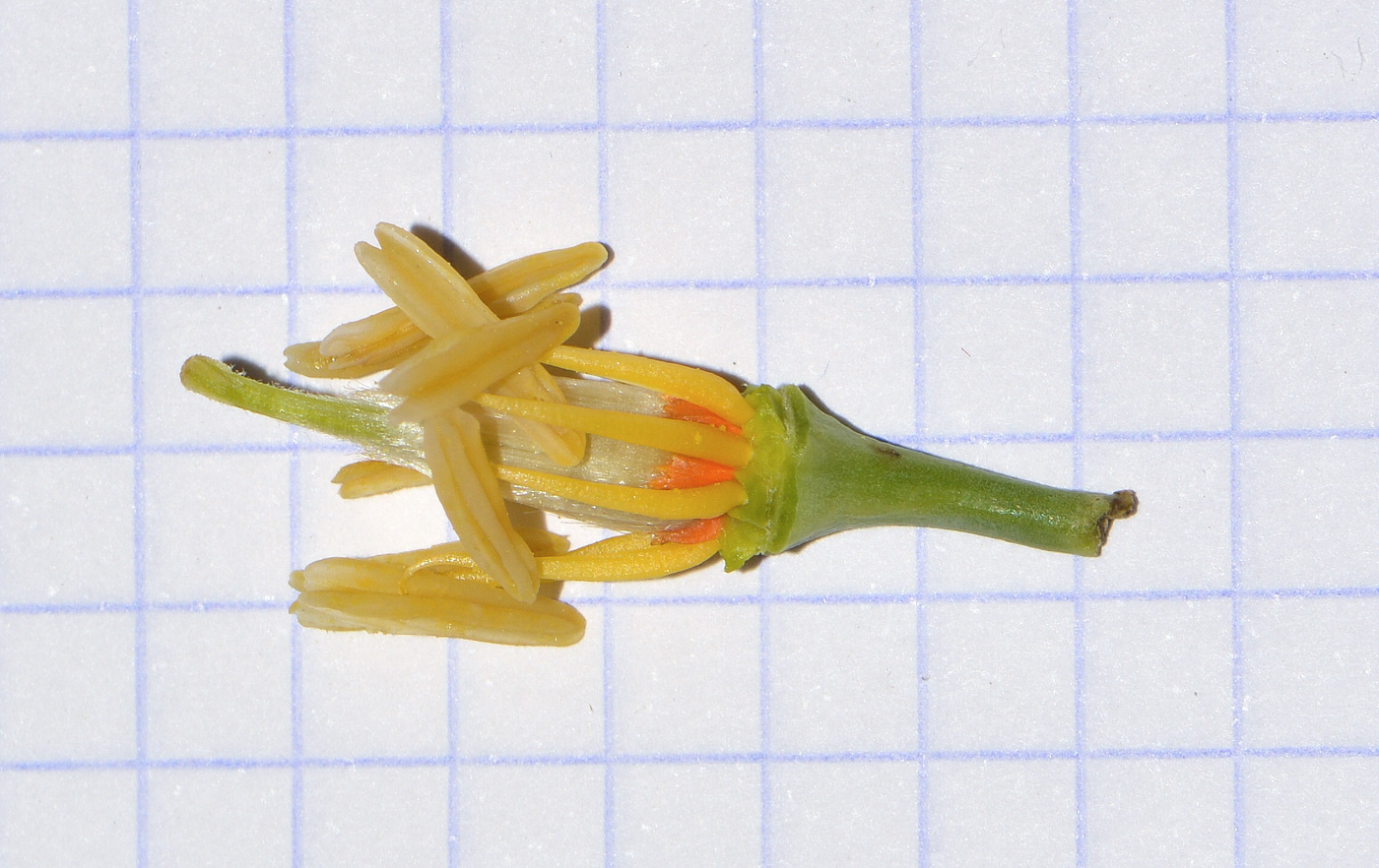 Image of Sisyndite spartea specimen.