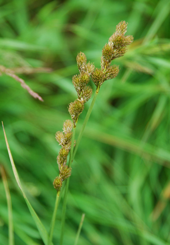 Изображение особи Carex leporina.