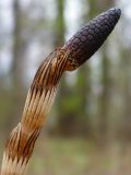 Equisetum sylvaticum