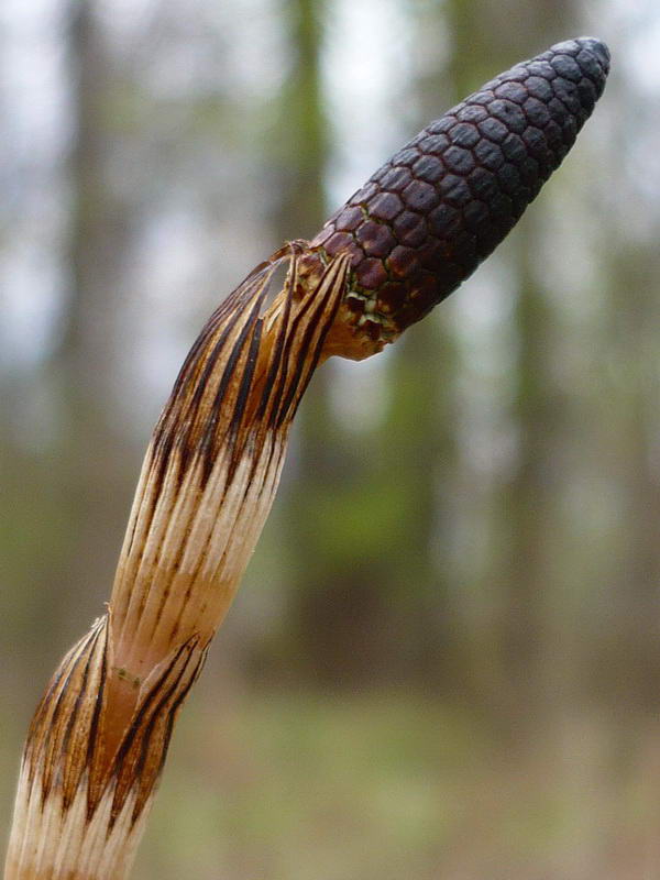 Изображение особи Equisetum sylvaticum.