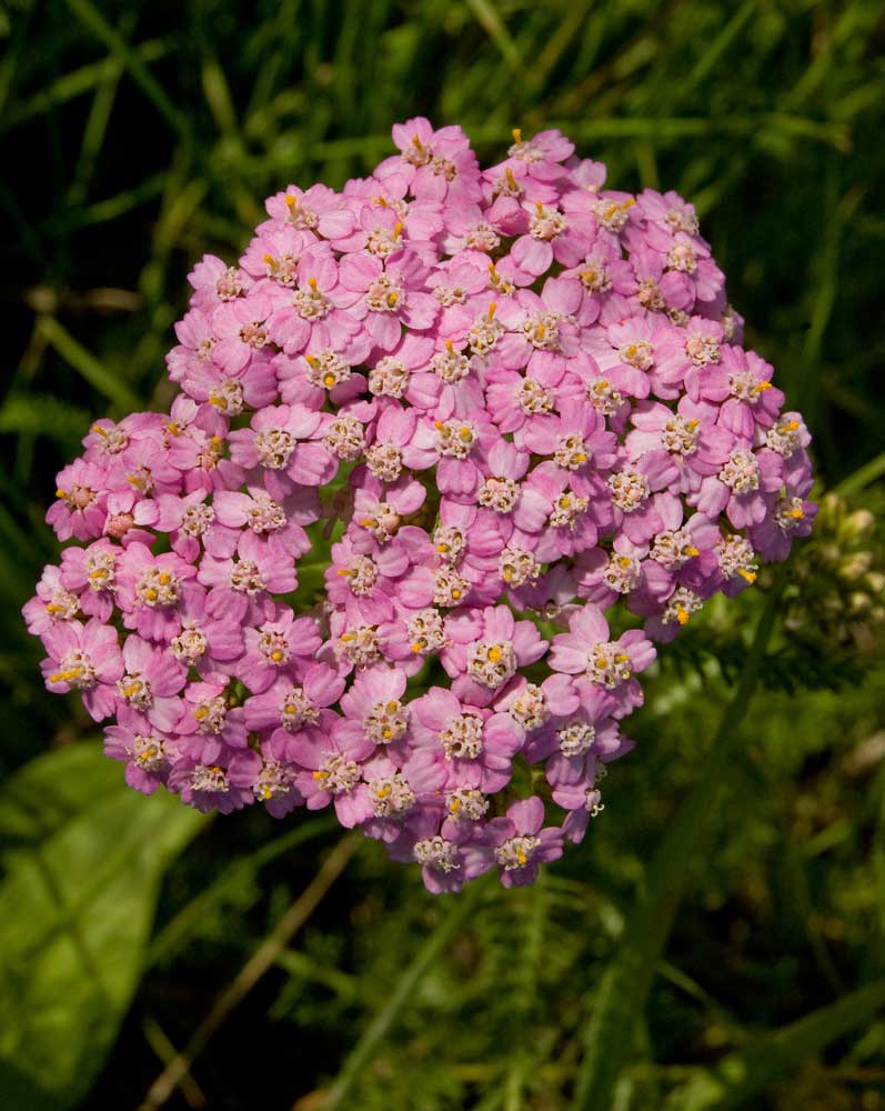 Image of Achillea asiatica specimen.