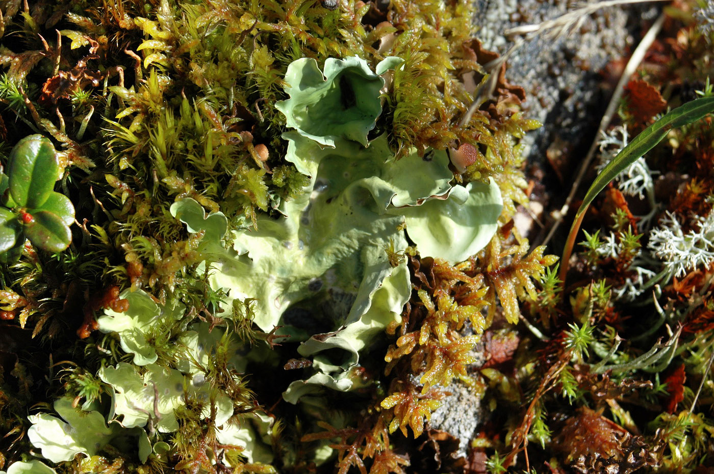 Image of Nephroma arcticum specimen.