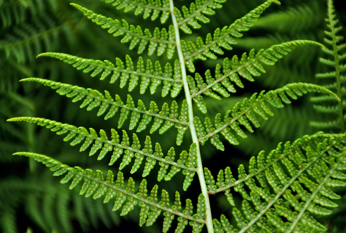 Изображение особи Athyrium distentifolium.