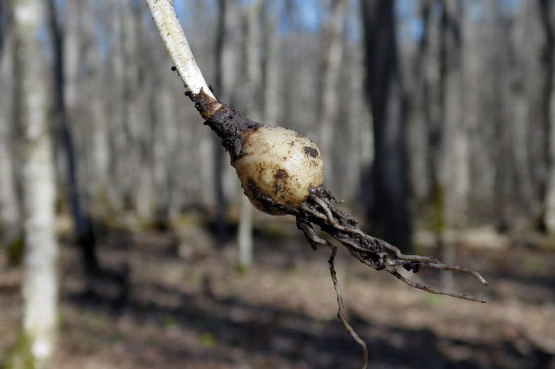 Image of Galanthus alpinus specimen.