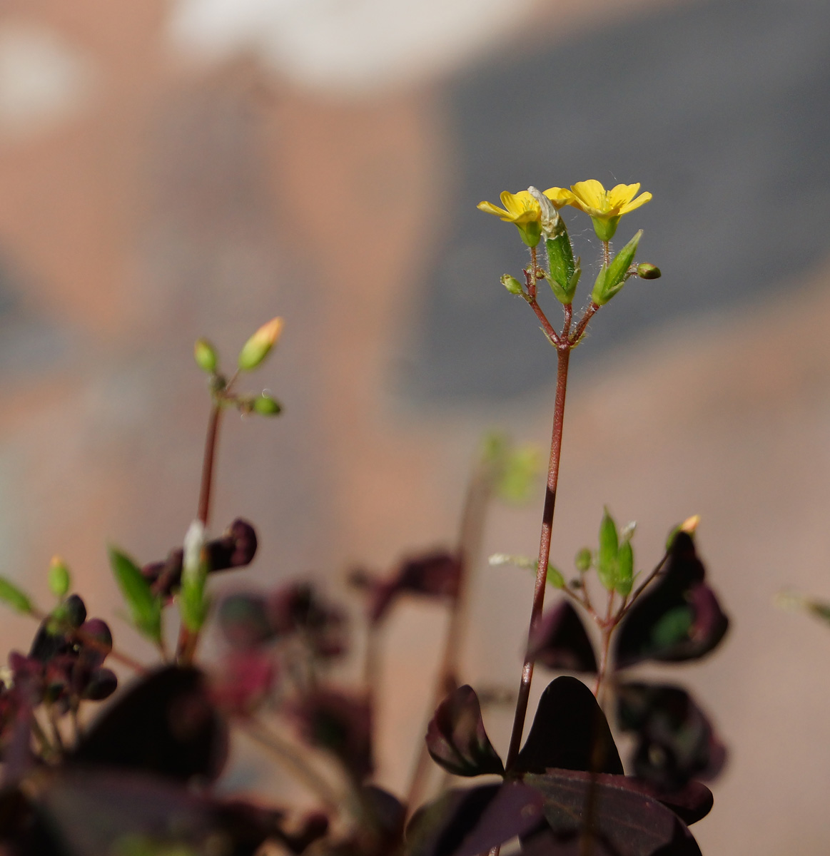 Изображение особи Oxalis stricta.