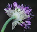 Allium suworowii