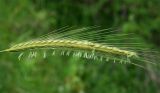 Hordeum bulbosum