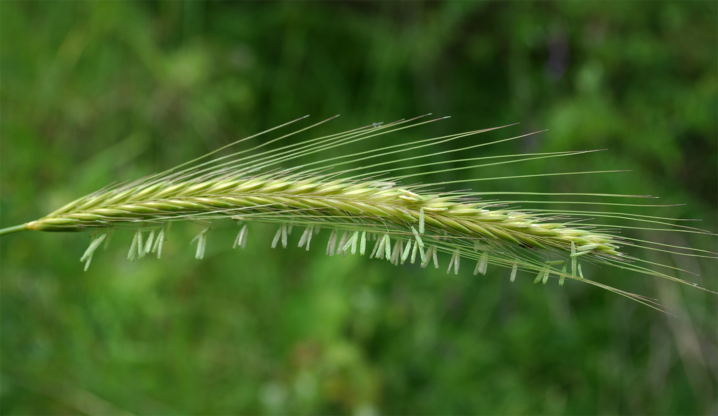 Изображение особи Hordeum bulbosum.