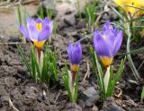 Crocus sieberi подвид sublimis. Цветущие растения (сорт 'Tricolor'). Краснодарский край, г. Усть-Лабинск, на приусадебном участке. 04.03.2018.