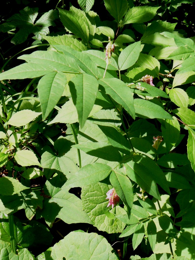 Image of Vicia ramuliflora specimen.