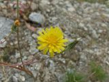 Crepis tectorum. Соцветие и верхушка плодоносящего побега. Магаданская обл., окр. г. Магадан, ост. \"Аммональная\", каменистая дорога, ведущая на поле. 10.08.2011.