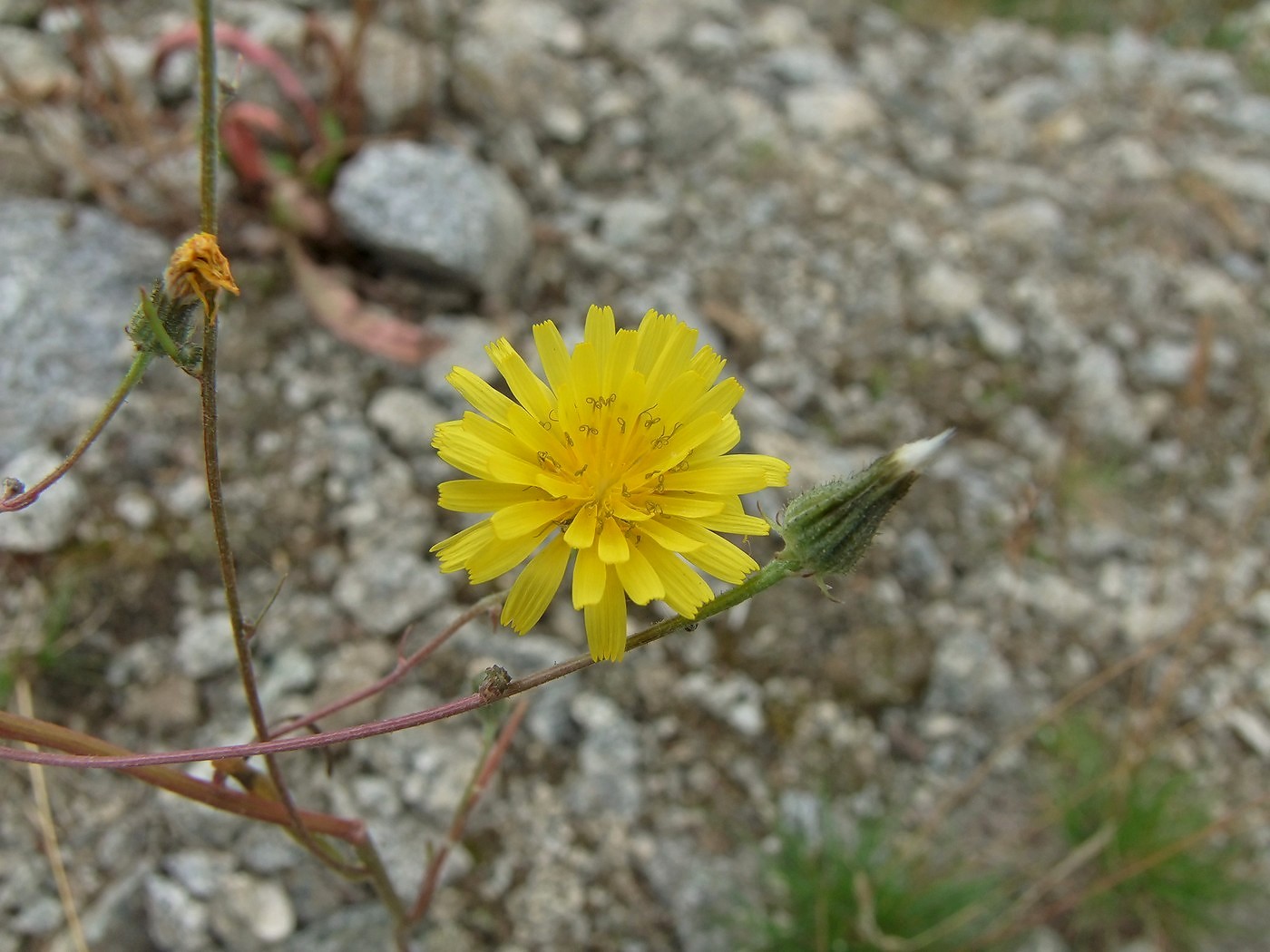 Изображение особи Crepis tectorum.