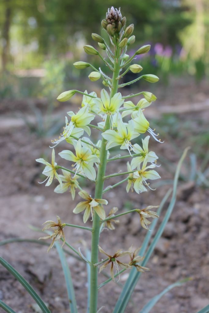 Image of Eremurus luteus specimen.