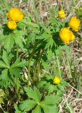 Trollius ledebourii. Цветущие растения. Якутия, Мирнинский р-н, правый берег р. Б. Ботуобуя перед впадением в р. Вилюй. 12.06.2009.