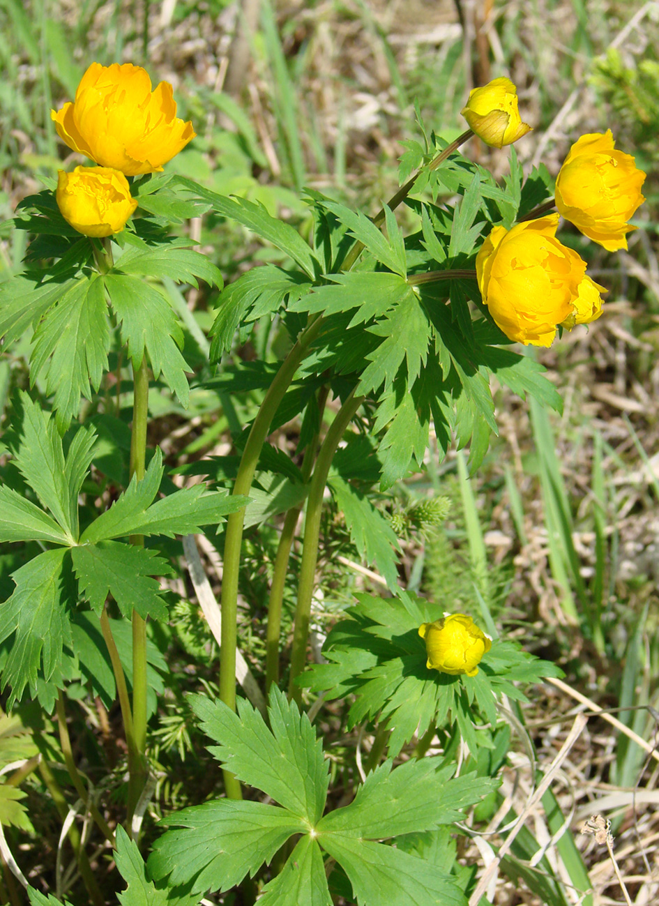 Изображение особи Trollius ledebourii.