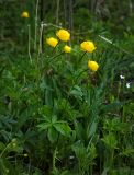 Trollius europaeus