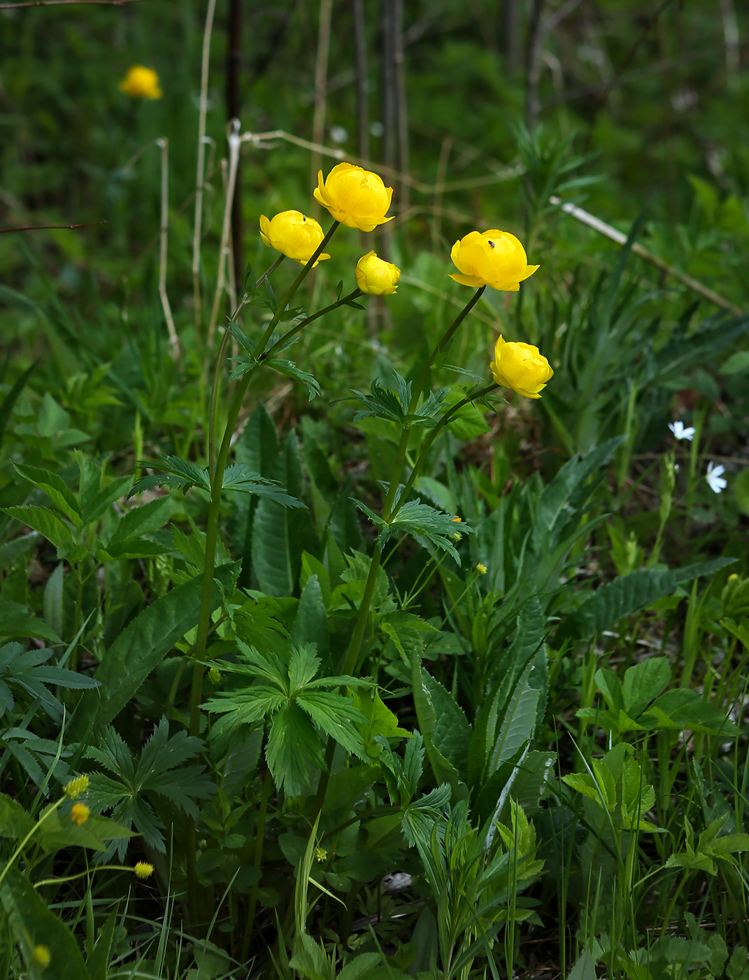 Изображение особи Trollius europaeus.