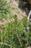 Abies nordmanniana. Верхушка ветви. Республика Адыгея, правый берег р. Курджипс в 500 м выше по течению относительно Овечьей пещеры. 01.05.2018.