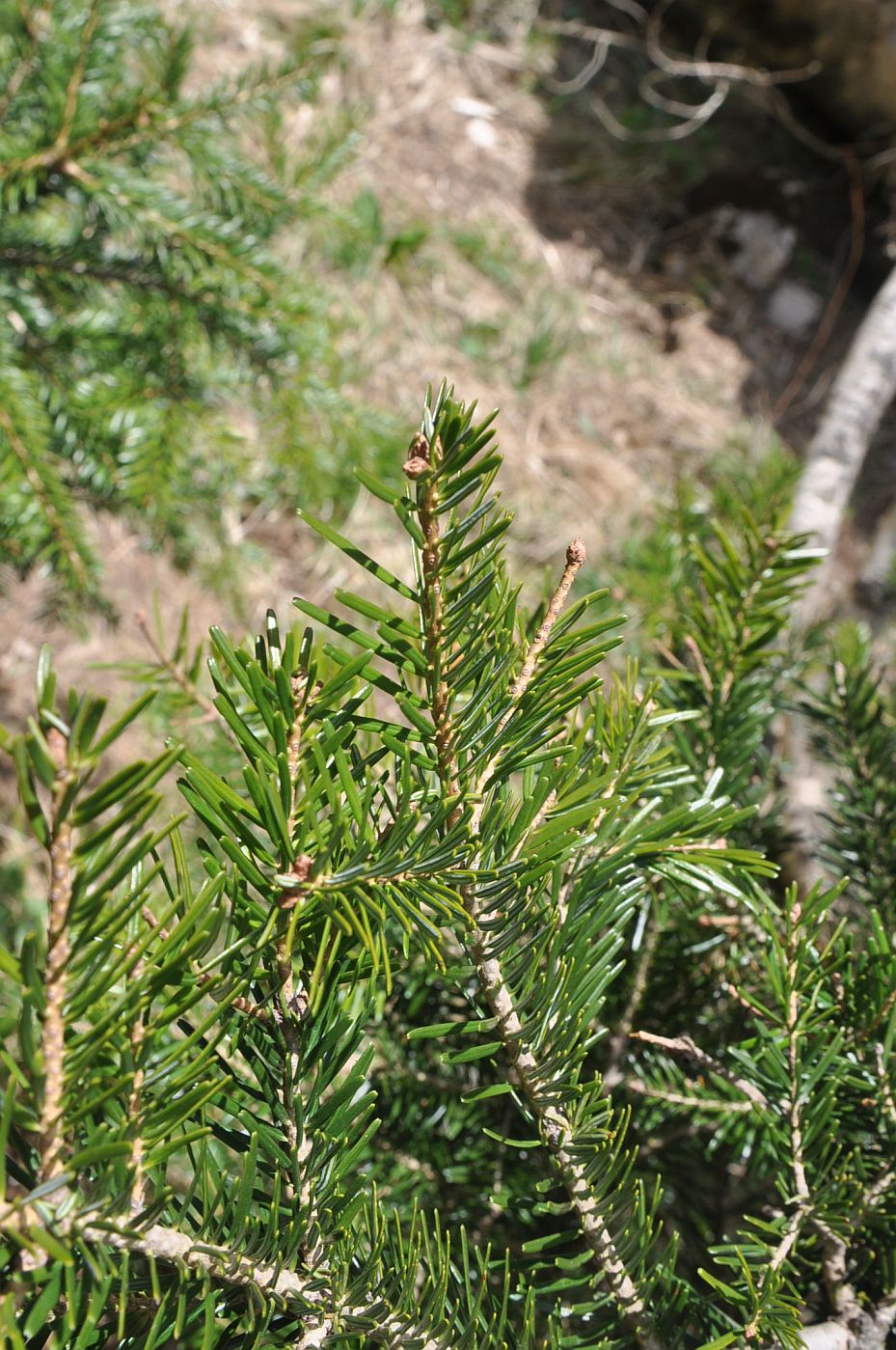 Изображение особи Abies nordmanniana.