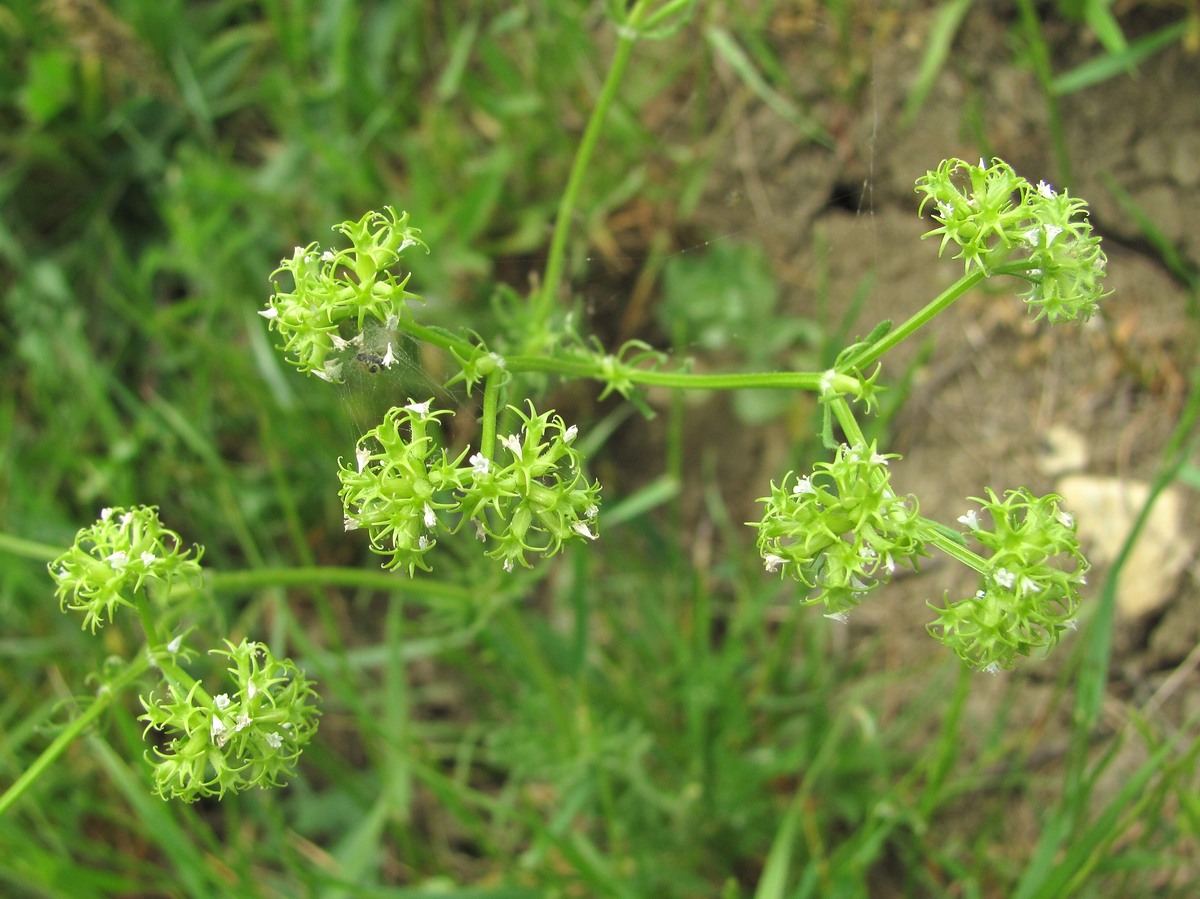 Image of Valerianella uncinata specimen.