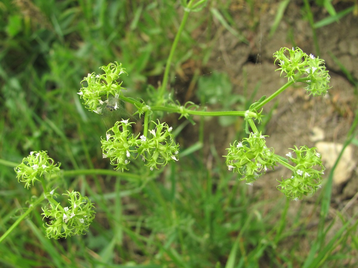 Изображение особи Valerianella uncinata.