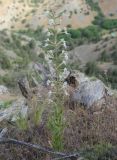 Silene viscosa