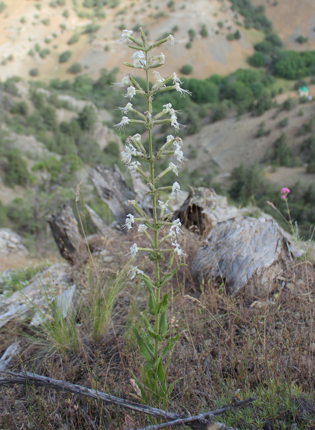 Image of Silene viscosa specimen.