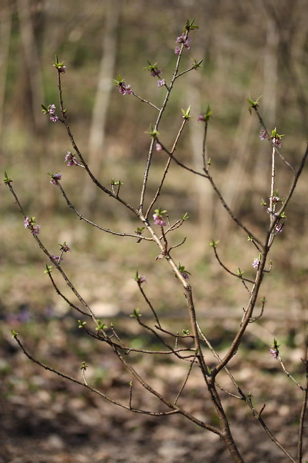 Image of Daphne mezereum specimen.