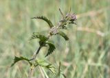 Urtica dioica