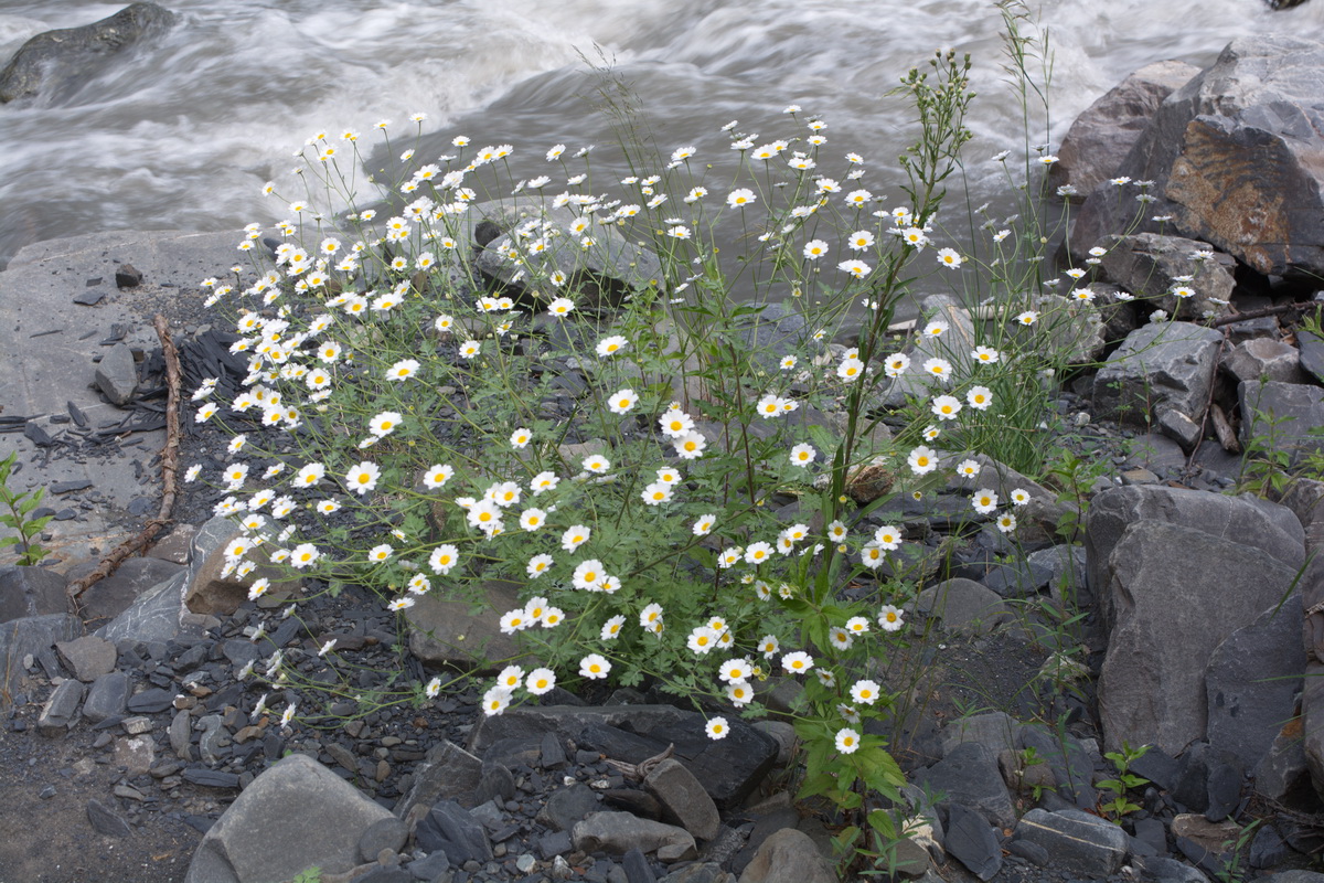 Image of genus Pyrethrum specimen.