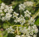 Pimpinella nigra