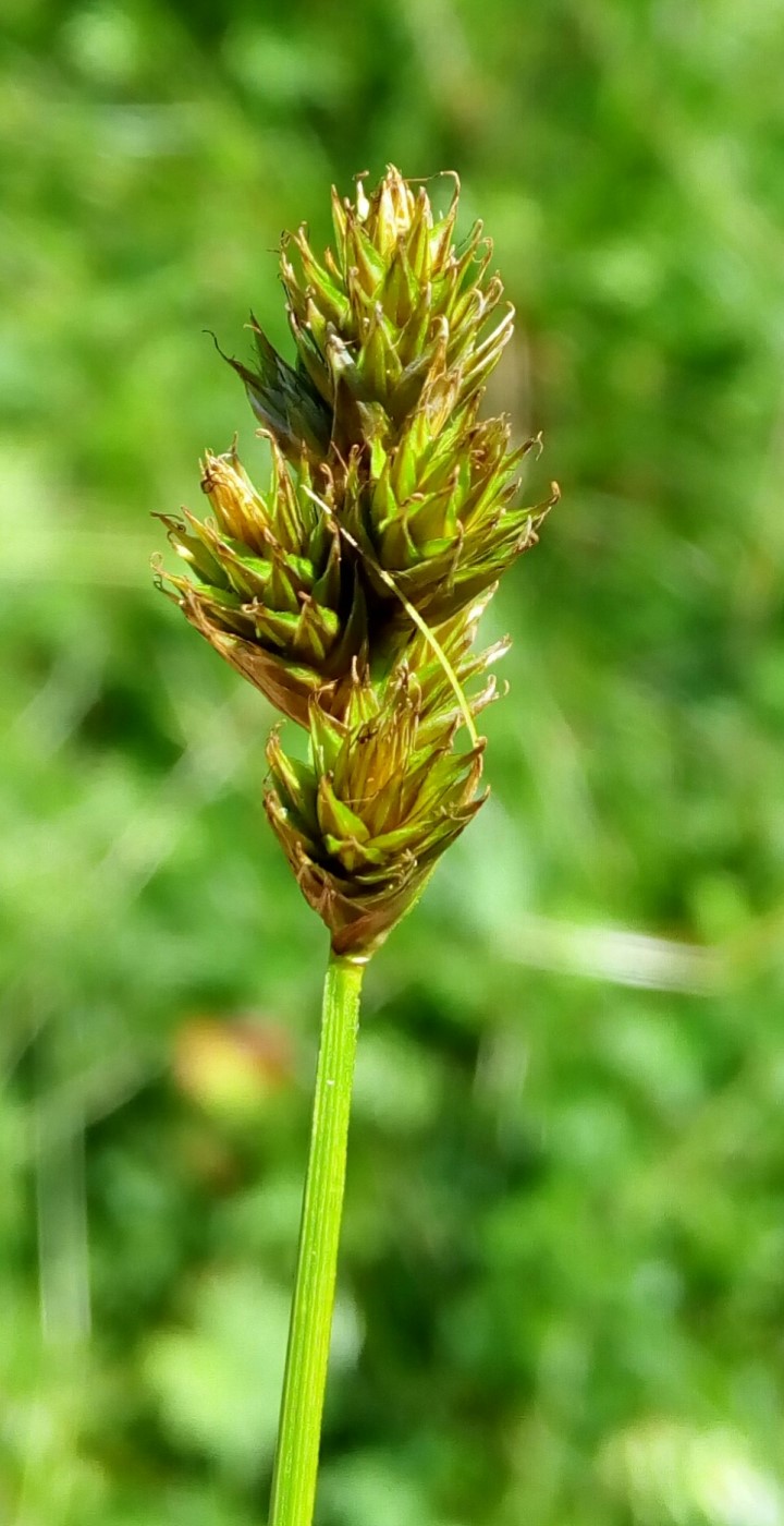 Изображение особи Carex leporina.