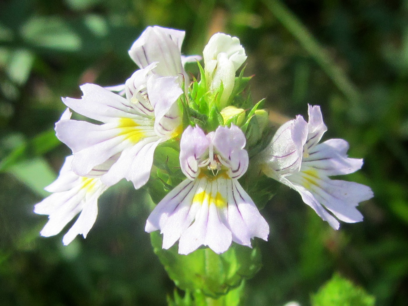 Изображение особи род Euphrasia.