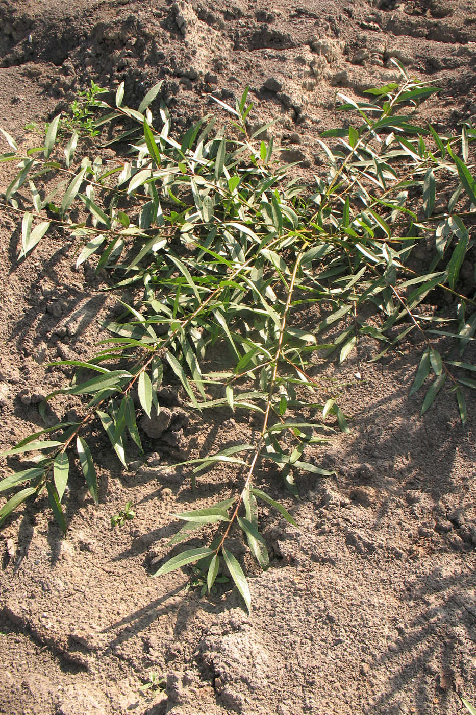 Image of Salix euxina specimen.