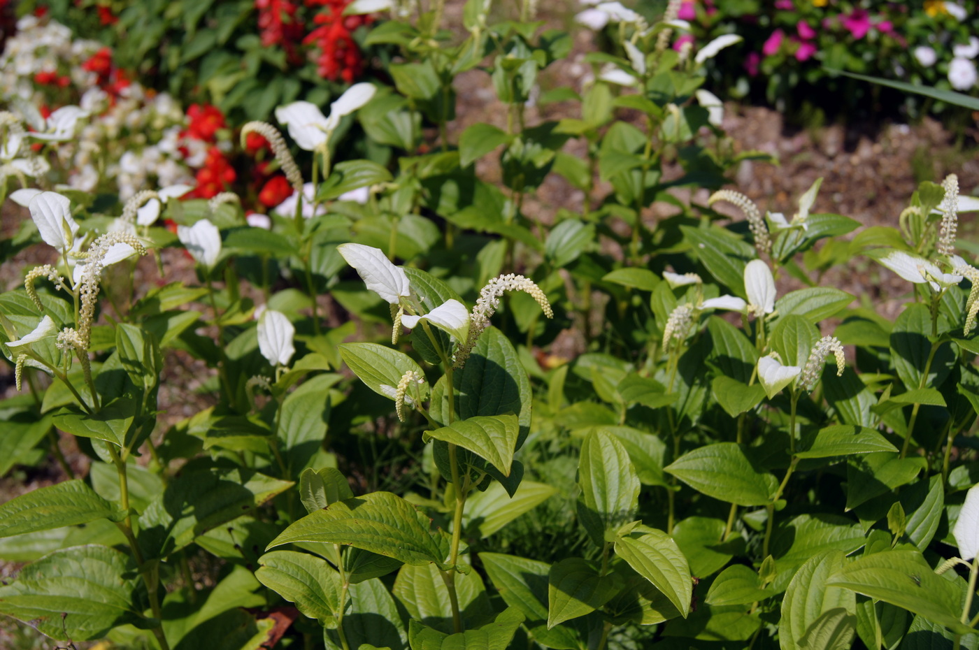 Изображение особи Saururus chinensis.