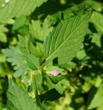Galeopsis bifida. Часть стебля с расцветающим пазушным побегом и листом. Восточный Казахстан, г. Усть-Каменогорск, правый берег р. Иртыш, влажный луг. 31.07.2018.