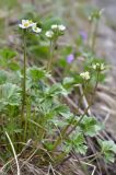 Anemonastrum protractum