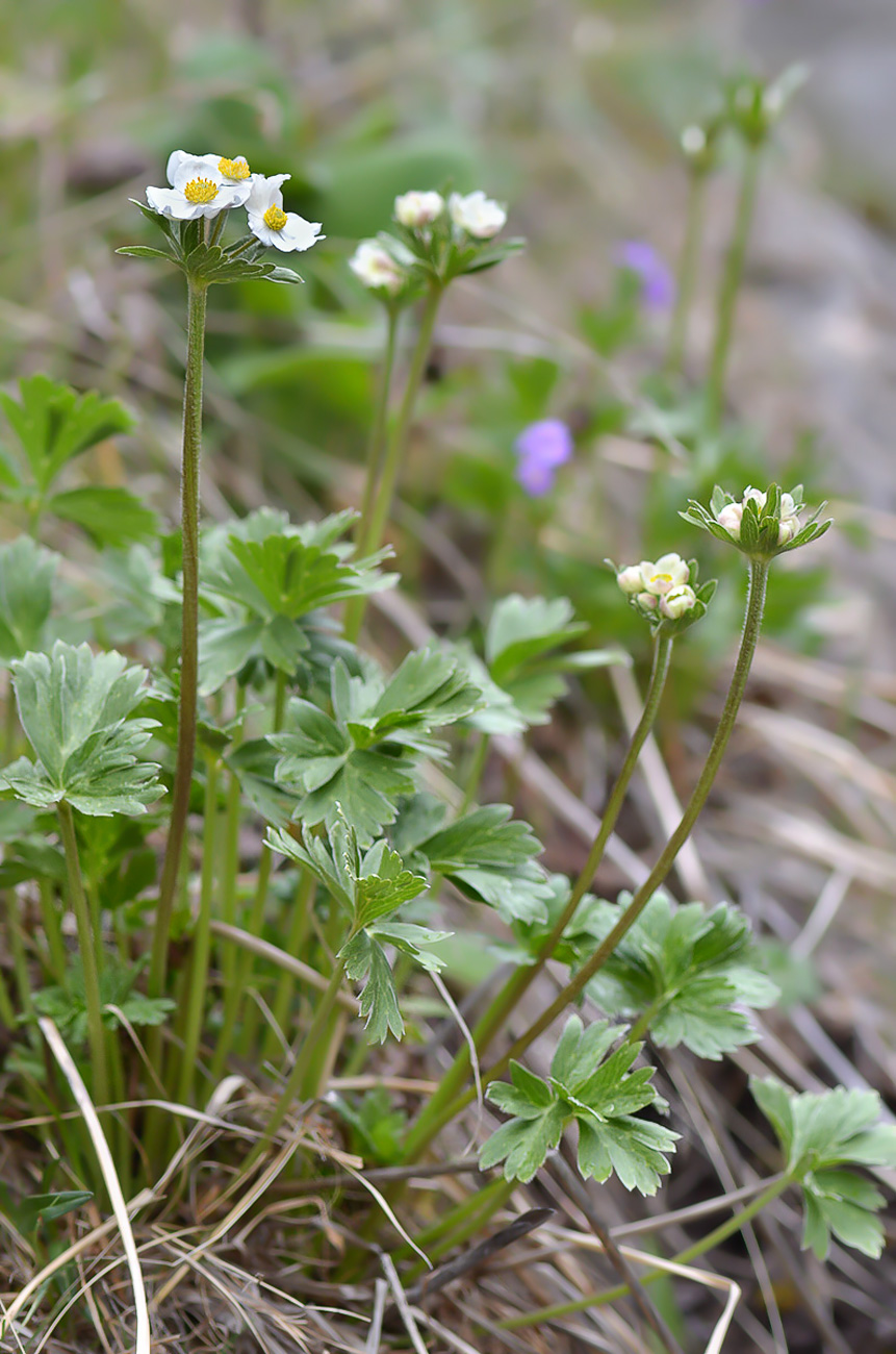 Изображение особи Anemonastrum protractum.