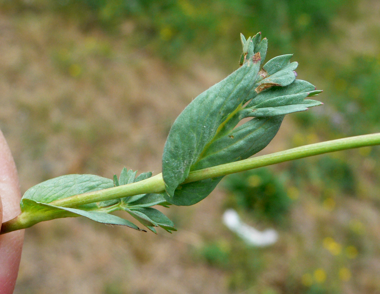 Изображение особи Potentilla stipularis.